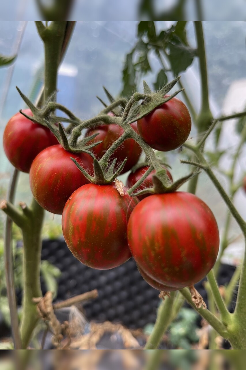 Tomate Black Zebra Cherry Bio Tomatensorte Samenfest